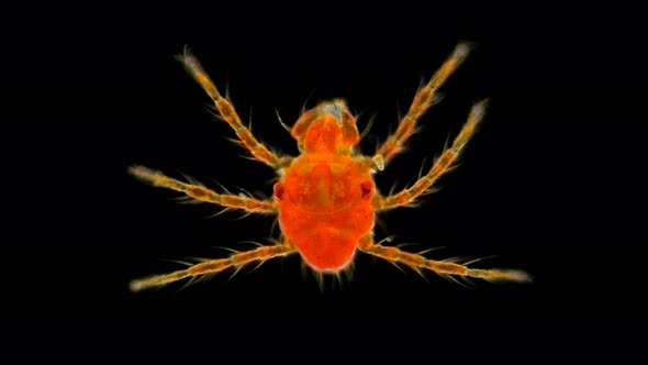 Red Mite Under the Microscope
