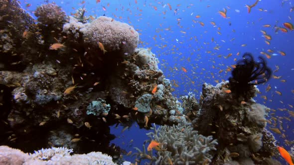 Underwater Colorful Reef