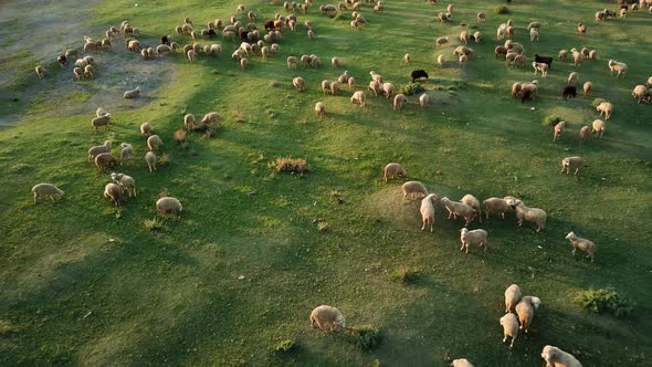 Sheep on a Meadow