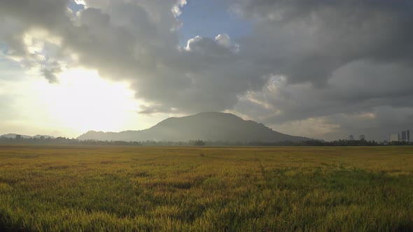 Sunrie at yellow paddy field with background Bukit Mertajam hill.