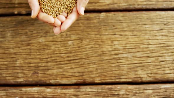 Hands of woman holding coriander seeds over wooden platform 4k