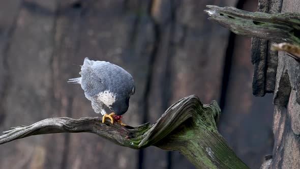 Peregrine Falcon Video Clip