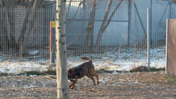 A German Shepherd Dog Running on the Playground with a Stick in the Teeth