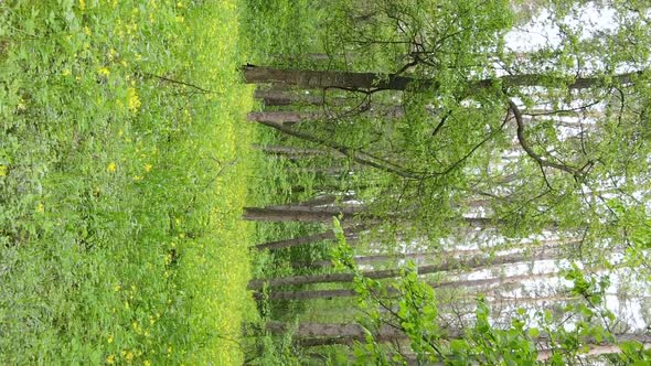 Vertical Video of a Forest with Pine Trees