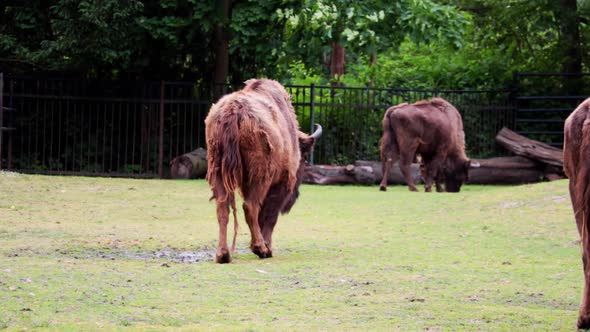 Close-up on a walking bison in the park. Animals in the spring after wintering