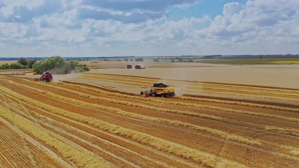 Wheat harvest drone shots. Aerial view of country farming landscape and wheat field