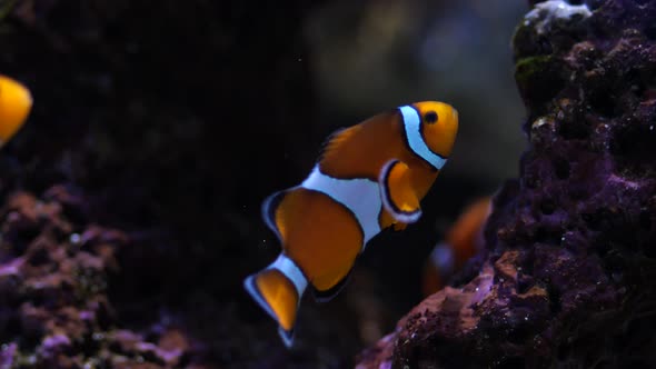 Clownfish at the coral reef