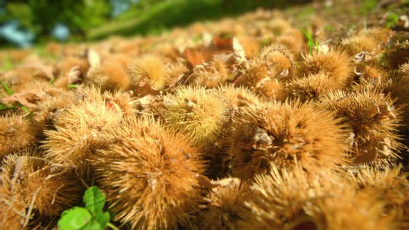 Ripe Chestnut Fruits Fallen From Tree Lie on Ground Macro