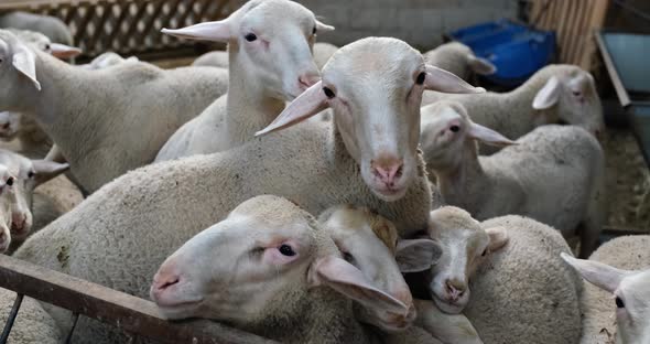 Sheeps on a Flock Farm