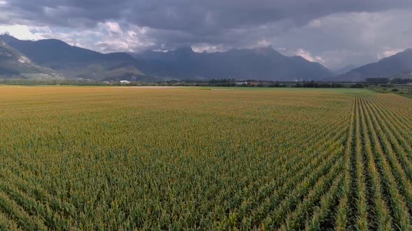 Flight over a wheat field