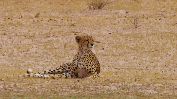 Southeast African Cheetah licks its lips while watching prey in the distance.