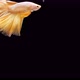 Siamese fighting fish (Betta splendens) - VideoHive Item for Sale