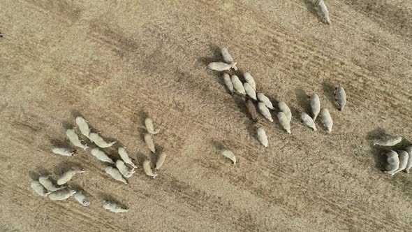 Overhead view of sheep herd moving. Top down view of sheep herd feeding on field