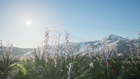 Lavender Field with Blue Sky and Mountain Cover with Snow