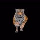 Tyger Running Looped Animation - VideoHive Item for Sale