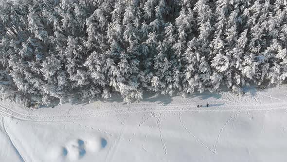 Aerial View on Winter Pine Forest and Snowy Path with People on a Sunny Day