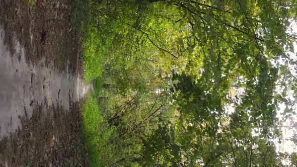 Vertical Video of an Autumn Forest During the Day in Ukraine