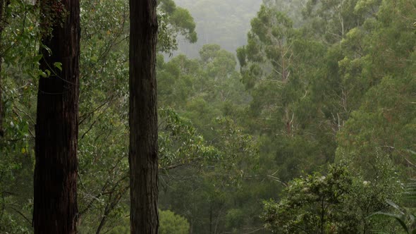 Misty Otway Ranges Rain Forest. Lush green foliage and beautiful old tall trees. PAN UP SHOT.