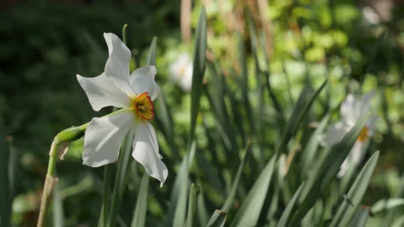 White and yellow spring daffodil plant  close-up 4K 2160p 30fps UltraHD footage - Shallow DOF Narcis