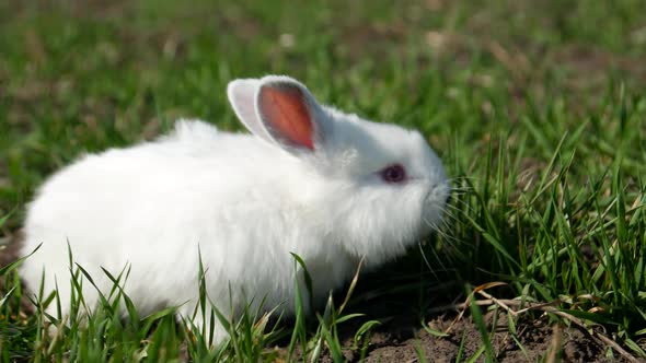 Calm and sweet little white rabbit sitting on green grass, cute bunny
