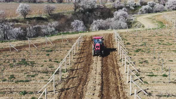 Red Tractor Cultivate Soil in the Vineyard Morning on a Sunny Day