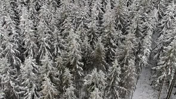 Ascending drone shot while revealing frozen pine forest treetops