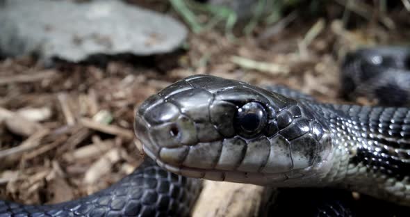 Slow motion black rat snake tongue smelling around