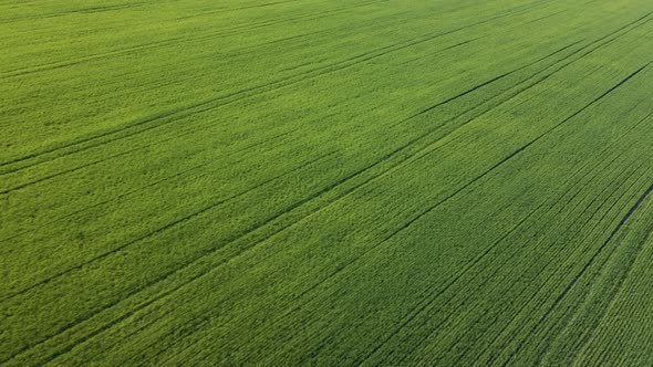 Aerial View Low Flight Above Rural Summer Landscape with Endless Green Field