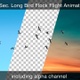 Bird Flock With Alpha Channel - VideoHive Item for Sale