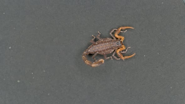 Parthenogenetic Scorpion Lychas Tricarinatus, Family Buthidae, Distributed in India, Feeds on