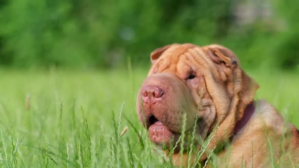 Portrait of a Shar Pei Dog on a Green Background