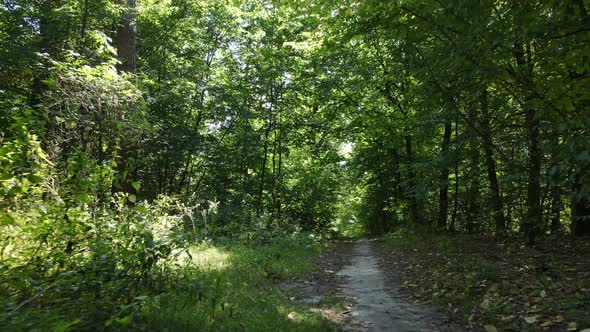 Forest with Trees on a Summer Day Slow Motion