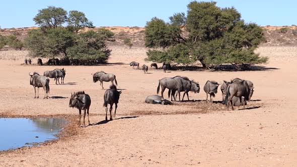 Wildebeest roll in the wet sandy mud at Kalahari watering hole