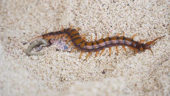 Centipede, Scolopendra Eats Gecko on the Sand