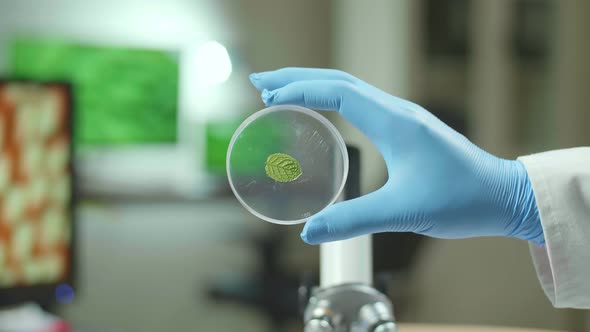 Closeup Of Biologist Hands Holding Medical Sample Of Green Leaf Discovering Genetic Mutation