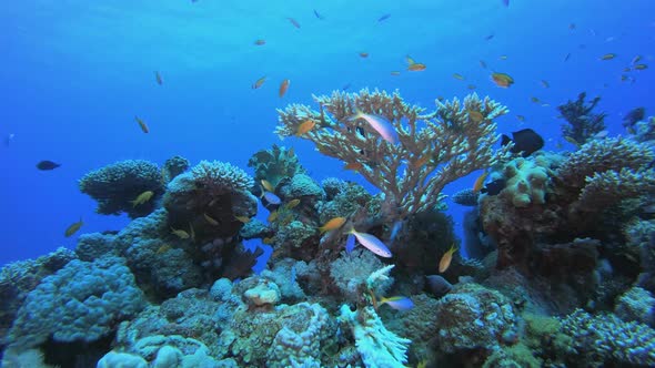 Underwater Sea Coral Reef