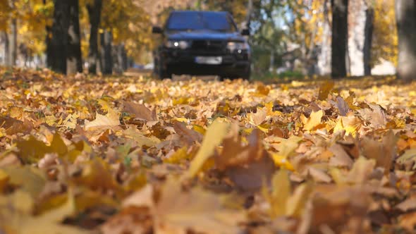 Powerful Car Driving on Empty Road Over Yellow Fallen Autumn Leaves