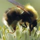 Bumblebee collecting nectar and pollen - VideoHive Item for Sale