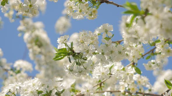 Cherry tree branch with white blossoms against blue sky early spring 4K 2160p UltraHD slow tilting v