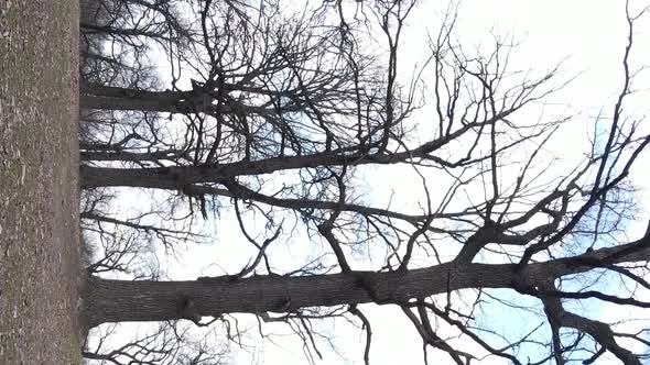 Vertical Video of the Forest with Trees Without Leaves Slow Motion