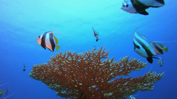 Beautiful Underwater Colourful World
