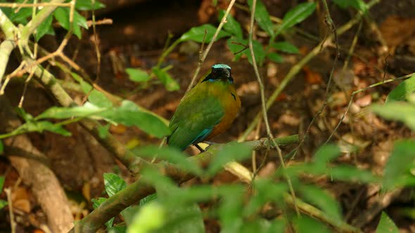 Blue-crowned Motmot, momotus momota, Panama; 4K footage of an individual perched within leaves and b