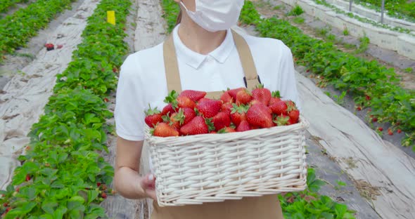 Female Farmer in Mask Carrying Basket with Strawberries