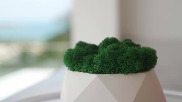 Plaster Pot with Green Moss Spinning Around on Outdoor Background