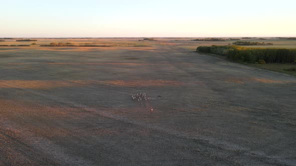 Aerial shot of pronghorn antelope herd running into frame and off in the distance during sunset in A