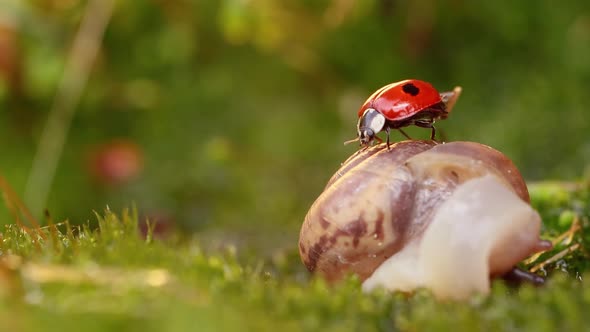 Close-up Wildlife of a Snail and Ladybug in the Sunset Sunlight.