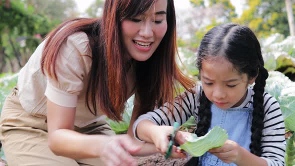 Happy Asian farmer and children helping harvest a large cabbage in the garden