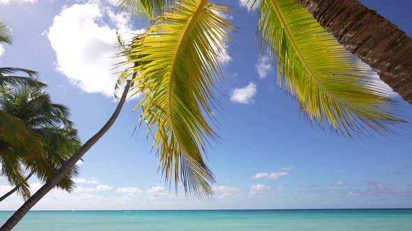 Palm Tree Leaves Over Luxury Beach