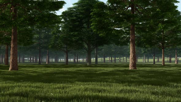 Forest Background alt