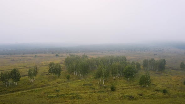 Lush birch tree grove,an autumn foggy countryside,aerial view,Czechia.